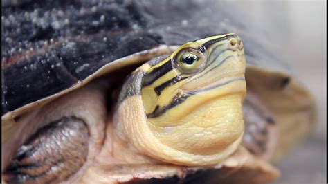 Centering on a nightmarish personification of the disease as it stalks a healthy person, the film's disturbing tone is offset by a surprising poignancy at its resolution. very funny shy turtle comes out of shell - YouTube