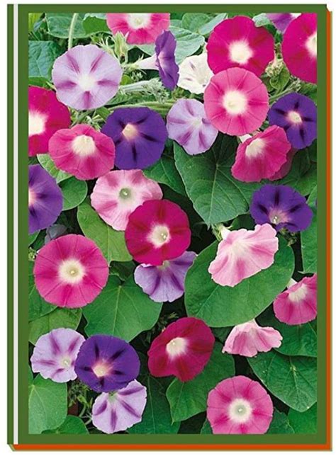 Kanaya Morning Glory Tall Mix Flower Ipomoea Seed Price In India