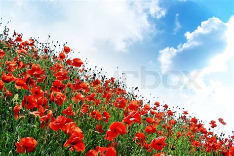 Poppies Hill Stock Image Colourbox