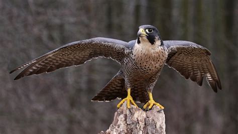 Contains over 200 species illustrated in full color. 10 Fastest Birds in the World - Tail and Fur