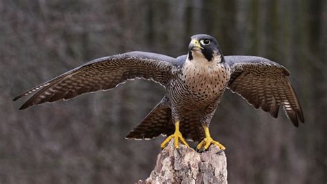 These birds feed on sea food mostly fishes, jellyfish and squids. 10 Fastest Birds in the World - Tail and Fur