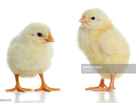 Pair Of New Born Baby Chicks High Res Stock Photo Getty Images