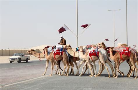 ILoveQatar.net | 20 fun facts about camels in Qatar