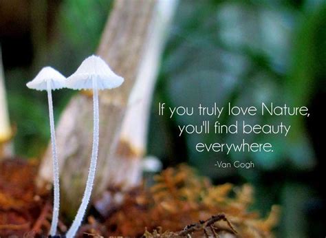 If You Truly Love Nature You Will Find Beauty Everywhere Picture Quotes
