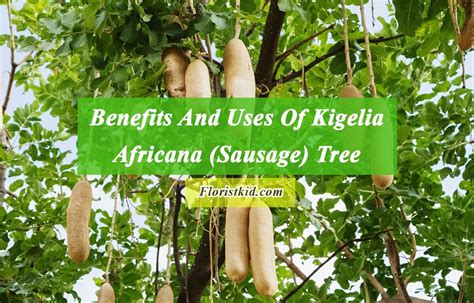 benefits and uses of kigelia africana sausage tree