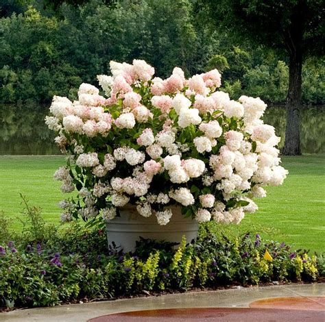 The Most Gorgeous White Hydrangeas For Your Garden White Hydrangea