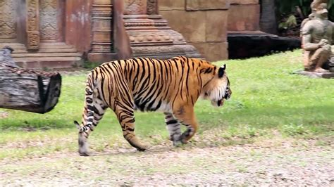 Bengal Tiger Roar And Grooming Video Dailymotion