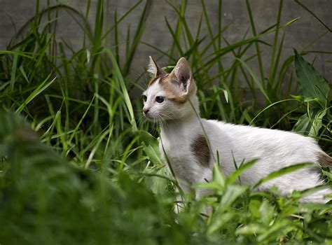 Kitten Cat Cute Feline Shankha Wild Hd Wallpaper Peakpx