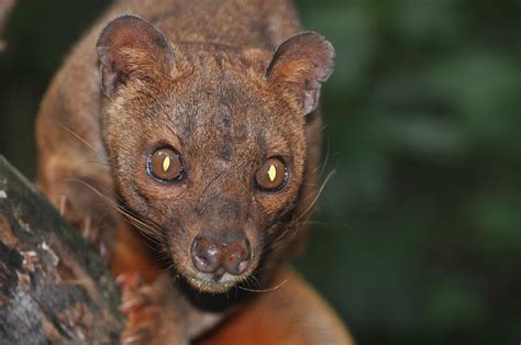 Fossa Wallpapers Posted By Christopher Sellers