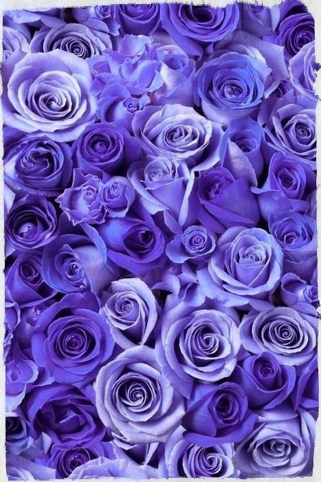 Purple Roses Wallpaper Flower Wallpaper Trendy Wallpaper Amazing