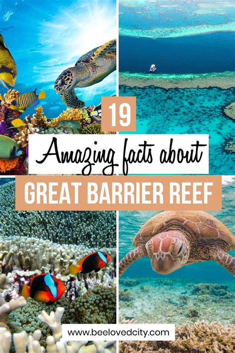19 Amazing Fun Facts About The Great Barrier Reef Beeloved City