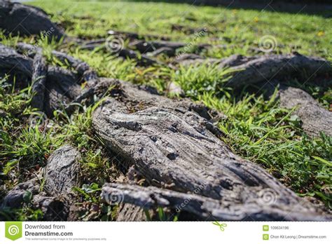 Tree Root Grass Stock Images 6544 Photos