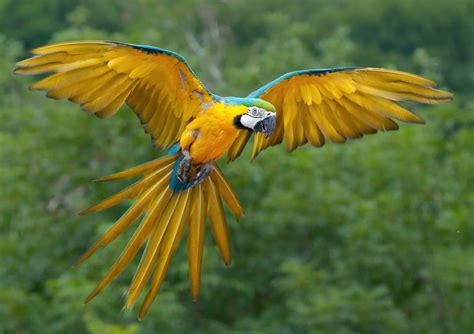 A New Hope For The Blue Throated Macaw Birdlife