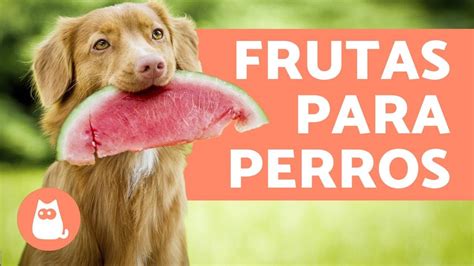 Las Mejores Frutas Para Perros Beneficios Y Dosis Youtube