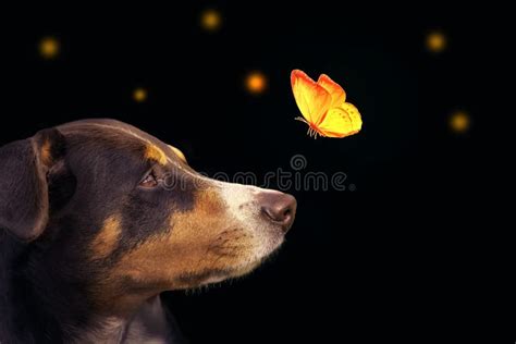 Dog With Butterfly On His Nose Stock Photo Image Of White Orange