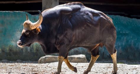 The Gaur Aka The Indian Bison Is The Largest Among The Wild Cattle