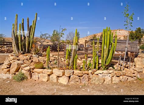Cacti Garden In The Desert Stock Photo Alamy