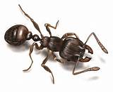 Orkin Carpenter Ants Images