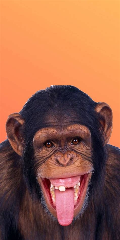 Monkey By Connormatthews374117 Ugly Monkeys Hd Phone Wallpaper Pxfuel