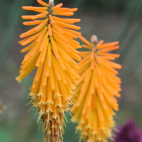 Kniphofia 'Mango Popsicle' (Popsicle Series), Red Hot Poker 'Mango Popsicle' in GardenTags plant ...