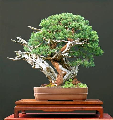 Bonsai art #bonsai click here to download juniper bonsai, formal upright style (chokkan). Walter Pall Bonsai Adventures: Chinese Juniper #1 new pot
