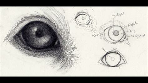 Https://tommynaija.com/draw/how To Draw A Dog Eye