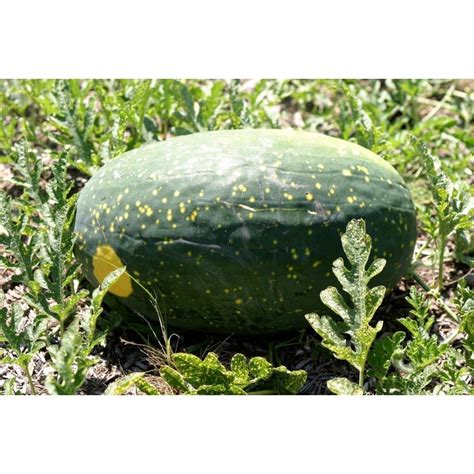 100 Seeds Yellow Fleshed Watermelon Moon And Stars Price €1000