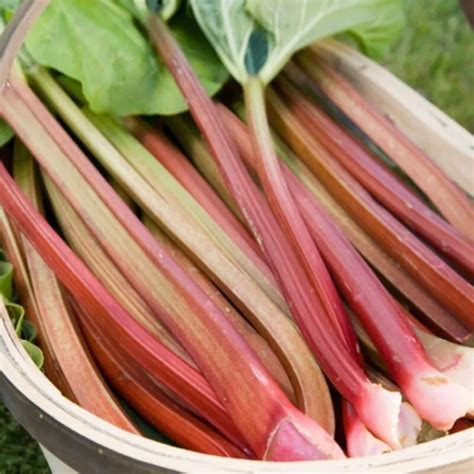 Rhubarb Rheum Victoria