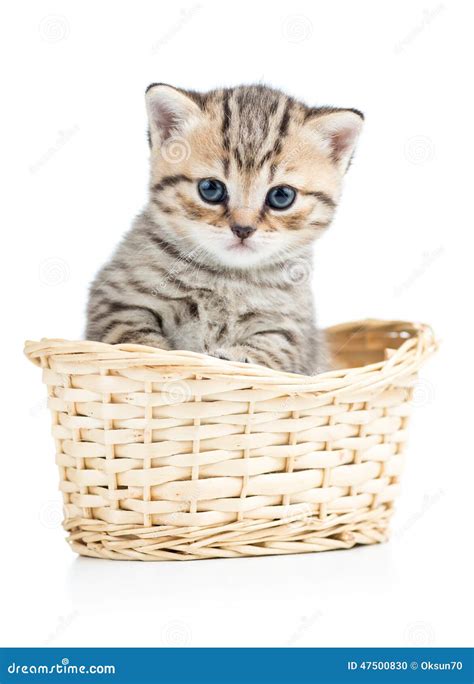 Beautiful Gray Kitten In Basket Isolated On White Stock Photo Image