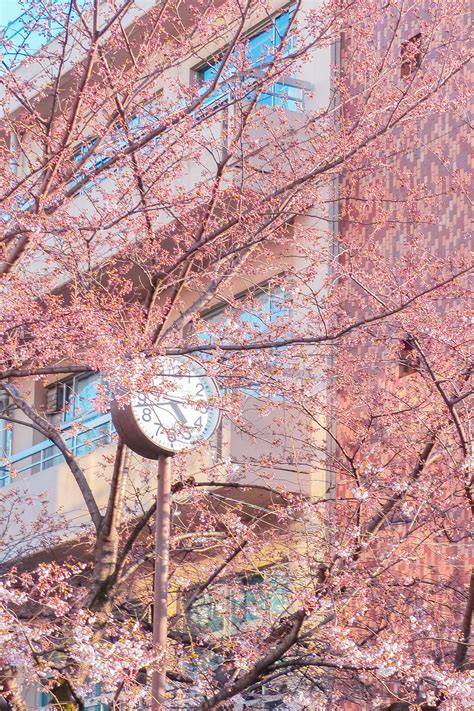 Cherry Blossom Tree Blossom Trees Tokyo Cherry Roppongi Hills