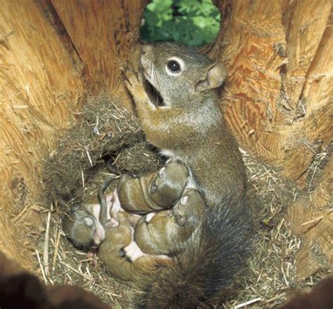 Squirrel Babies And Mother Cute Baby Animals Animals Cute Animals
