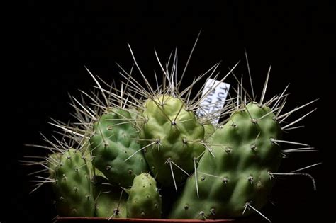 Actualmente existen 1.700 especies de cactus reconocidas, pero en realidad existen muchas más que se los cactus o cactáceas forman parte además de las plantas suculentas, que se caracterizan por almacenar importantes cantidades de agua en sus tallos y hojas. Cactus: conoce sus nombres | Plantas