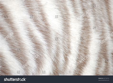 White Tiger Fur Texture Stock Photo 52718719 Shutterstock