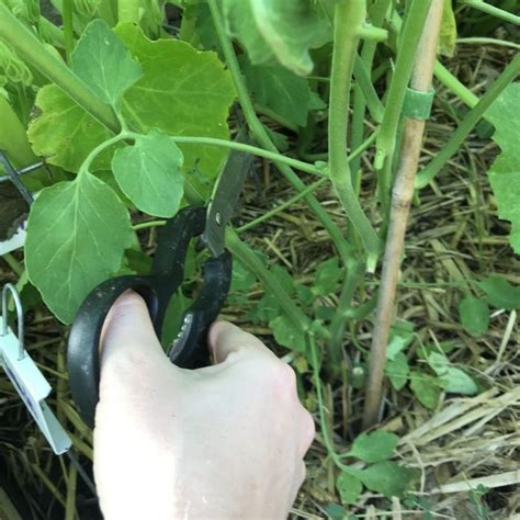 Pruning Lower Branches Off A Tomato Plant Growing Tomato Plants