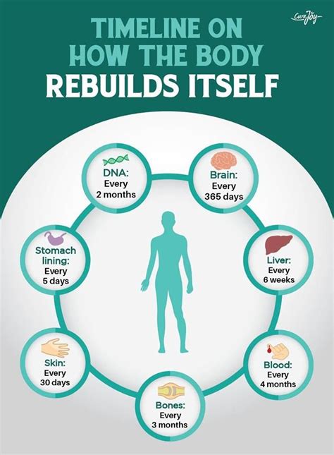Timeline On How The Body Rebuilds Itself Body Healing Body Healthy Body
