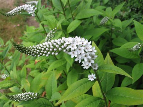 My Petal Press Garden Blog Lysimachia Clethroides Gooseneck Strife