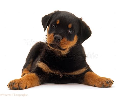 Dog Rottweiler Puppy Photo Wp24124