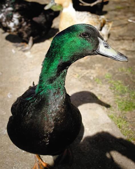 The Cayuga Duck Is A Lovable Animal That Deserves A Place On Your
