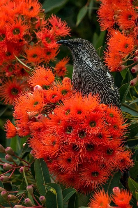 Pin By Em Mcclure On Australian Birds Australian Birds Plants Flowers