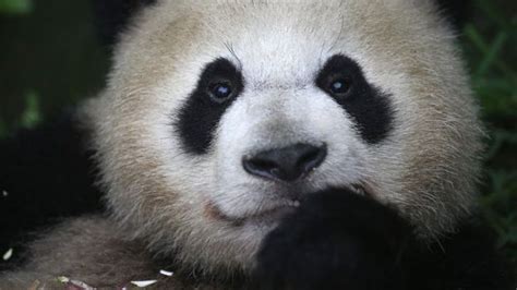 Giant Pandas No Longer Endangered For Now Climate Policy Worldwide
