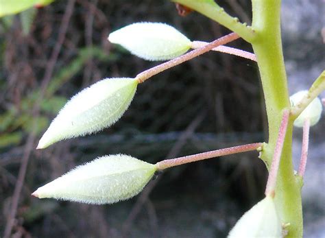 To keep a mature wisteria plant blooming, it's best to cut the seed pods off. Please Help Me Identify A Plant From My Childhood
