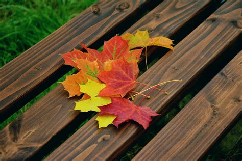 Fall Foliage Maple Leaves Autumn Colours Emerge 4k Hd Wallpaper