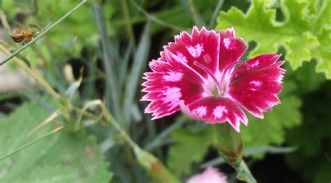 Pink Flower Close Up 2 By Mushroma On Deviantart