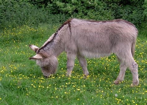 Free Images Grass Meadow Wildlife Pasture Grazing Fauna Donkey