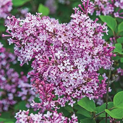Buy Josee Reblooming Lilac Hedge At Spring Hill Nursery Lilac Bushes