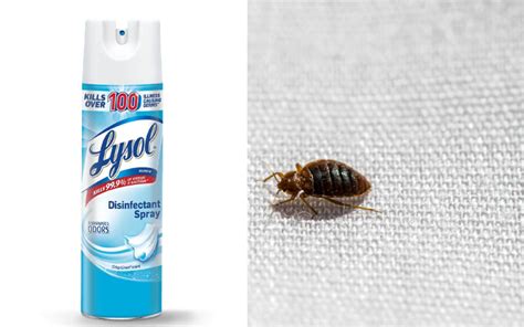 Does Lysol Kill Bed Bugs A Comprehensive Guide Pest Control Usa