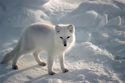 5 Interesting Facts About Arctic Foxes Haydens Animal Facts