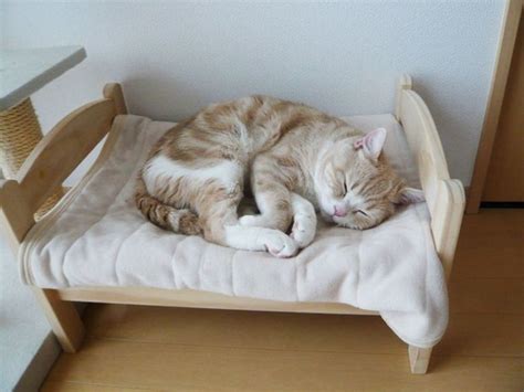 Cat Owners Turn Ikea Toy Furniture Into Adorable Pet Beds