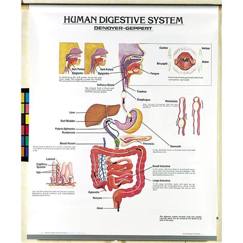Human Body Systems Chart Set