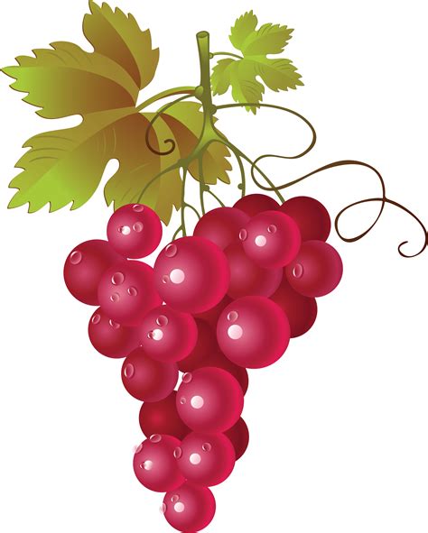 Wine Grapes Clipart Free Download On Clipartmag